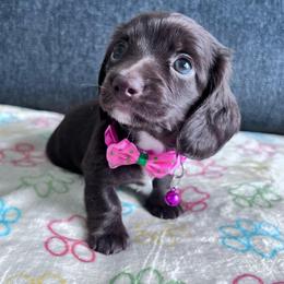 Brownie - Chocolate female Dachshund puppy in Ocala, Florida from Weenie Boops