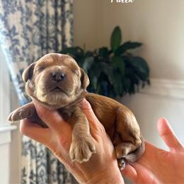 Mocha- Brown Collar Male - Red  male Goldendoodle puppy in Oswego, New York from Kings Royal Mini Doodles by King Farms