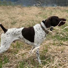 German Shorthaired Pointers from Jack Pine German Shorthaired Pointers