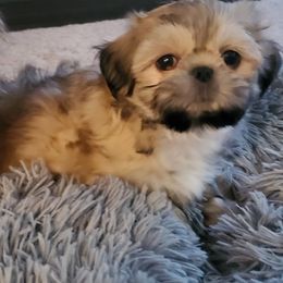 Chihuahuas, Companion Crosses, and Shih Tzus from Purposefully Bred Kennel