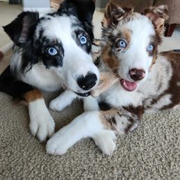 Australian Shepherd All Grown Up from TX Wild Heart Aussies
