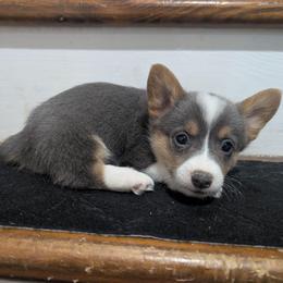 Bolt - Blue male Pembroke Welsh Corgi puppy in Brandon, Mississippi from Jenny May’s Corgis