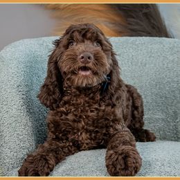 Sota - Brown male Cockapoo puppy in Connersville, Indiana from Deaz Doodle Ranch