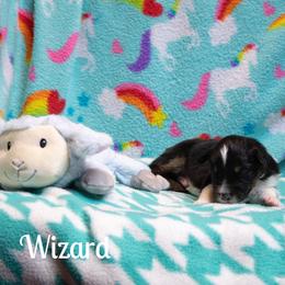 Wizard - Black tri-color male Australian Shepherd puppy in Benton City, Washington from Eventide Australian Shepherds
