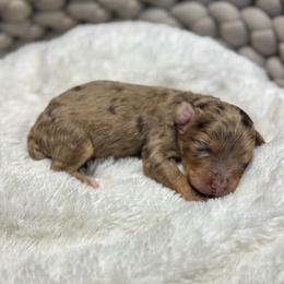 Girl 1 - female Bernedoodle puppy in Rose Hill, North Carolina from Red Door Canines