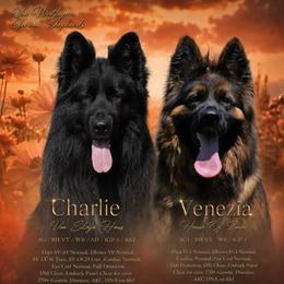 German Shepherd puppies from Von WestLynn German Shepherds