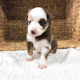 River - Red merle female Australian Shepherd puppy in Unionville, Iowa from Soap Creek Kennels
