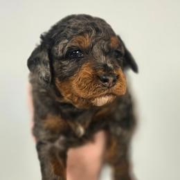 Boy 1 - Blue merle male Aussiedoodle puppy in Conklin, Michigan from Lake Michigan Couture Cavapoos & Cockapoos