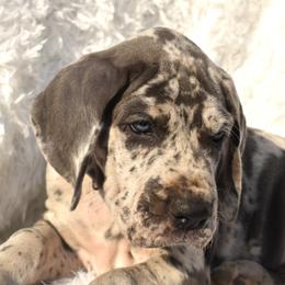 Great Dane Puppies from Big Tex K9 Konnection