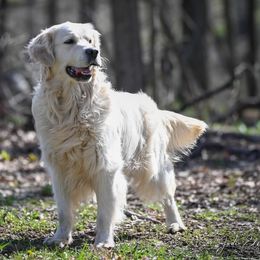 Golden Retriever puppies from Oak Breeze Retrievers