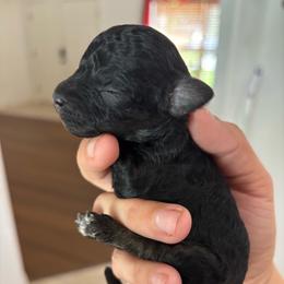 Twix - Black phantom male Aussiedoodle puppy in Spring Hill, Florida from Pawprint Dreams Boarding and Kennel