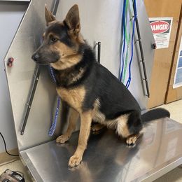 German Shepherd All Grown Up from Angel Oak German Shepherds