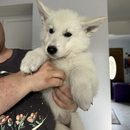 Purple girl - White female Berger Blanc Suisse puppy in Orland Park, Illinois from Starfyre Berger Blanc Suisse