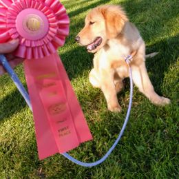 Golden Retriever Puppies from Superior Gold Golden Retrievers