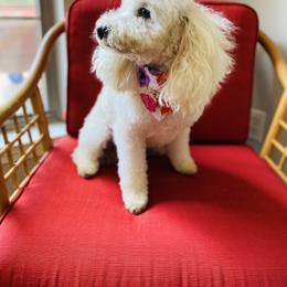 Buffy - Poodle