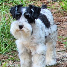 Miniature Schnauzers from Heather's Schnauzers