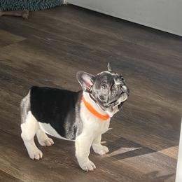 Boy 3 - Brindle and white male French Bulldog puppy in Dalton Gardens, Idaho from North Idaho Frenchies