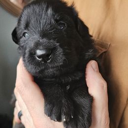Valor (Grey collar) - Black male German Shepherd puppy in Columbus, Indiana from Stony Lonesome GSD