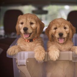 Bernedoodle and Goldendoodle Puppies from Lings Legacy Doodles