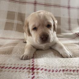 Red - Yellow male Labrador Retriever puppy in Tekonsha, Michigan from Asher Acres Labs