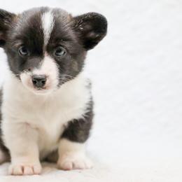 American Corgi, Cardigan Welsh Corgi, and Pembroke Welsh Corgi Puppies from Diamond Corgis