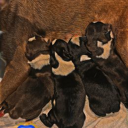 Boston Terrier puppies from Dismond BT Farm
