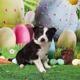 Dragonfly - Black and white male Border Collie puppy in Avilla, Indiana from Borderline Kennels