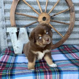 Hershey - Red tri male Miniature Australian Shepherd puppy in Checotah, Oklahoma from Wild Outlaw Aussies