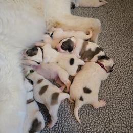 Fiona- yellow collar - White and badger female Great Pyrenees puppy in Mikado, Michigan from Brittain Family Farm