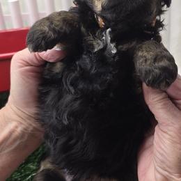 Peanut - Phantom female Bernedoodle puppy in Boaz, Alabama from Lovin' Doodles