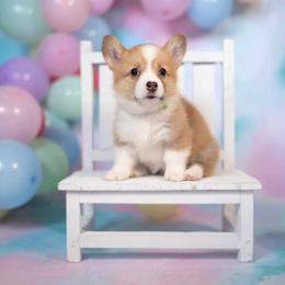 American Corgi and Pembroke Welsh Corgi Puppies from Constellation Corgi