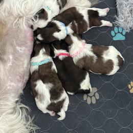 Shih Tzu Puppies from Leahrae's Shih Tzus