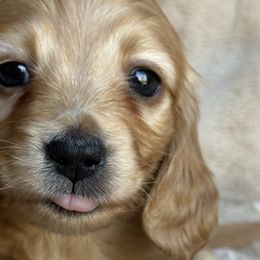 Pooh - Red Dachshund puppy in Bluff City, Tennessee from Sidanelv Dachshunds
