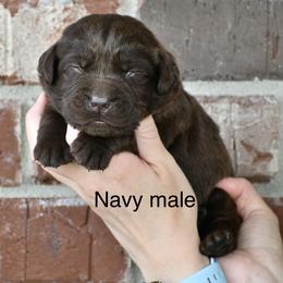 Navy  male - Chocolate male Labrador Retriever puppy in Mississippi from Sure Shot English Labs