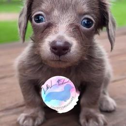 Girl 2 - Fawn (isabella) and cream female Dachshund puppy in Houston, Texas from L&L 4D Dancer’s Dachshunds