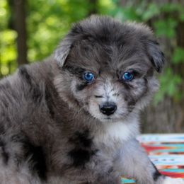 Ellie - Australian Shepherd puppy in Coldwater, Michigan from Northern Star Australian Shepherds