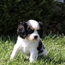 Vixen - Ruby female Cavalier King Charles Spaniel puppy in Sacramento, California from Davidson's Sweet Cavaliers