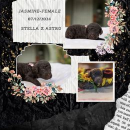 Jasmine: Sweet and Charming! 🌼 - Brown Poodle puppy in Hesperia, California from HD Poodles