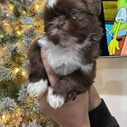 Dior - Chocolate male Shih Tzu puppy in Azusa, California from RJ Shih Tzu lover