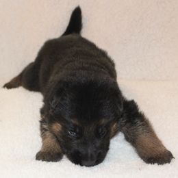 Boy 1 - Black and red male German Shepherd puppy in Claysville, Pennsylvania from Von Kunstlerisch