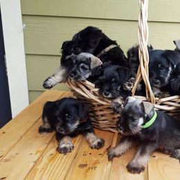 Miniature Schnauzer Puppies from Barenaba Schnauzers