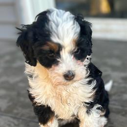 Gigi - Tri-color female Bernedoodle puppy in Lincoln, Nebraska from GRand Doodles