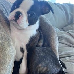 Boston Terrier Puppies from Bethelbreeders