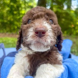 Goldendoodles from Vida Doodles