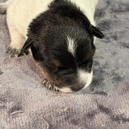 KF4 - Blue speckled female Australian Cattle Dog puppy in Libby, Montana from RnB Cattle Dogs LLC