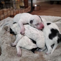 Australian Cattle Dog puppies from Quarter Acre Farms