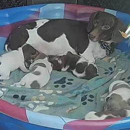 Dachshund puppies from Cathy's Dachshunds