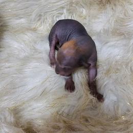 Jack Skellington (jack) - Bronze male Xoloitzcuintli puppy in Eugene, Oregon from Naked nobles kennel