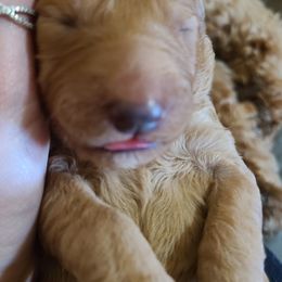 Goldendoodles from Doodle Den