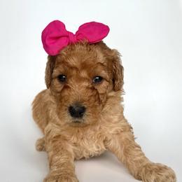 Bellini - Apricot female Goldendoodle puppy in Mount Pleasant, Tennessee from Doodle My Heart